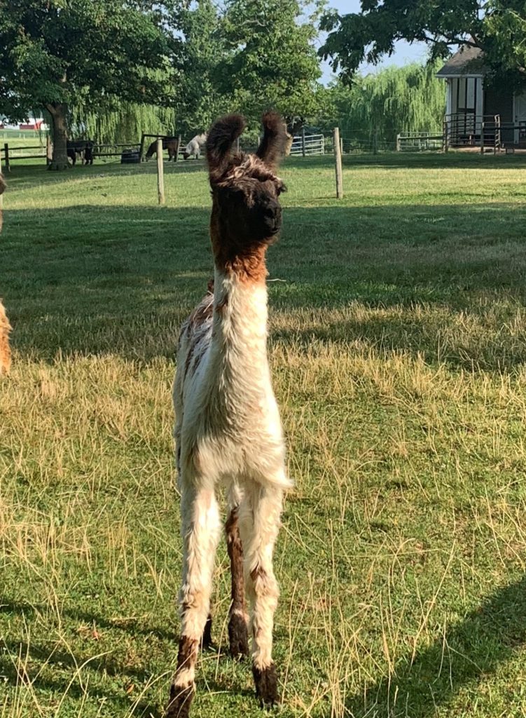 Llama