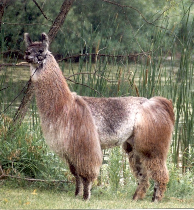 Peruvian El Gris