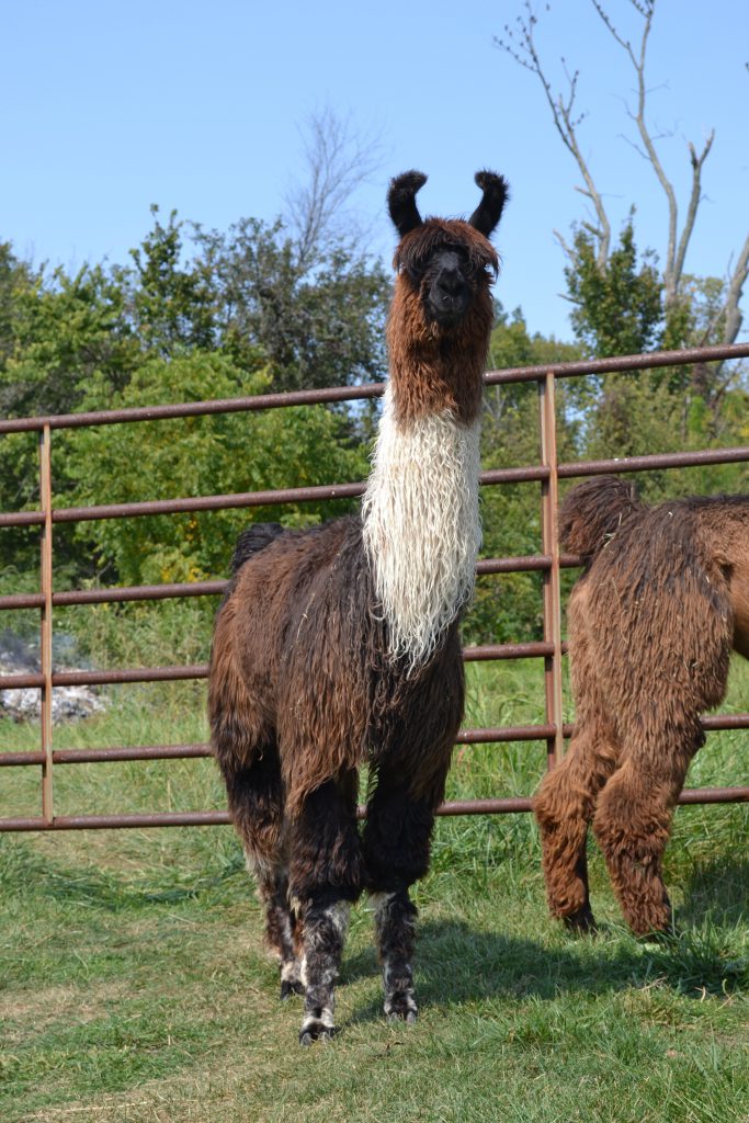 Llama