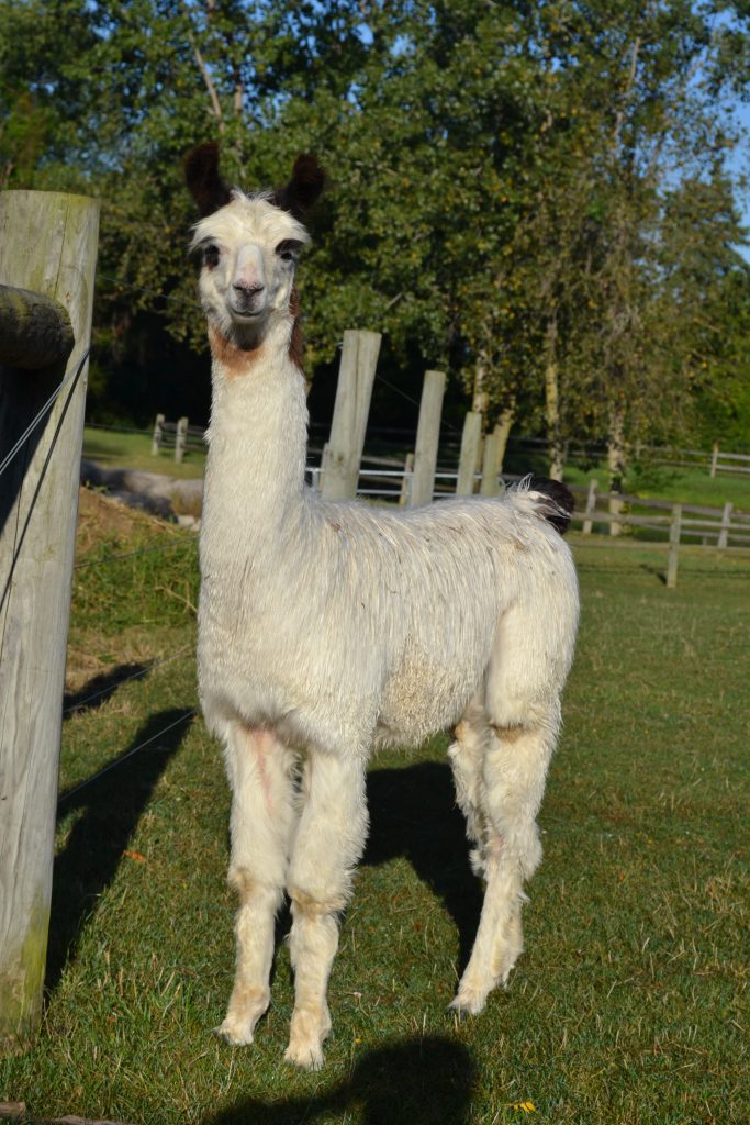 Llama