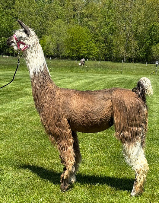 hello dolly