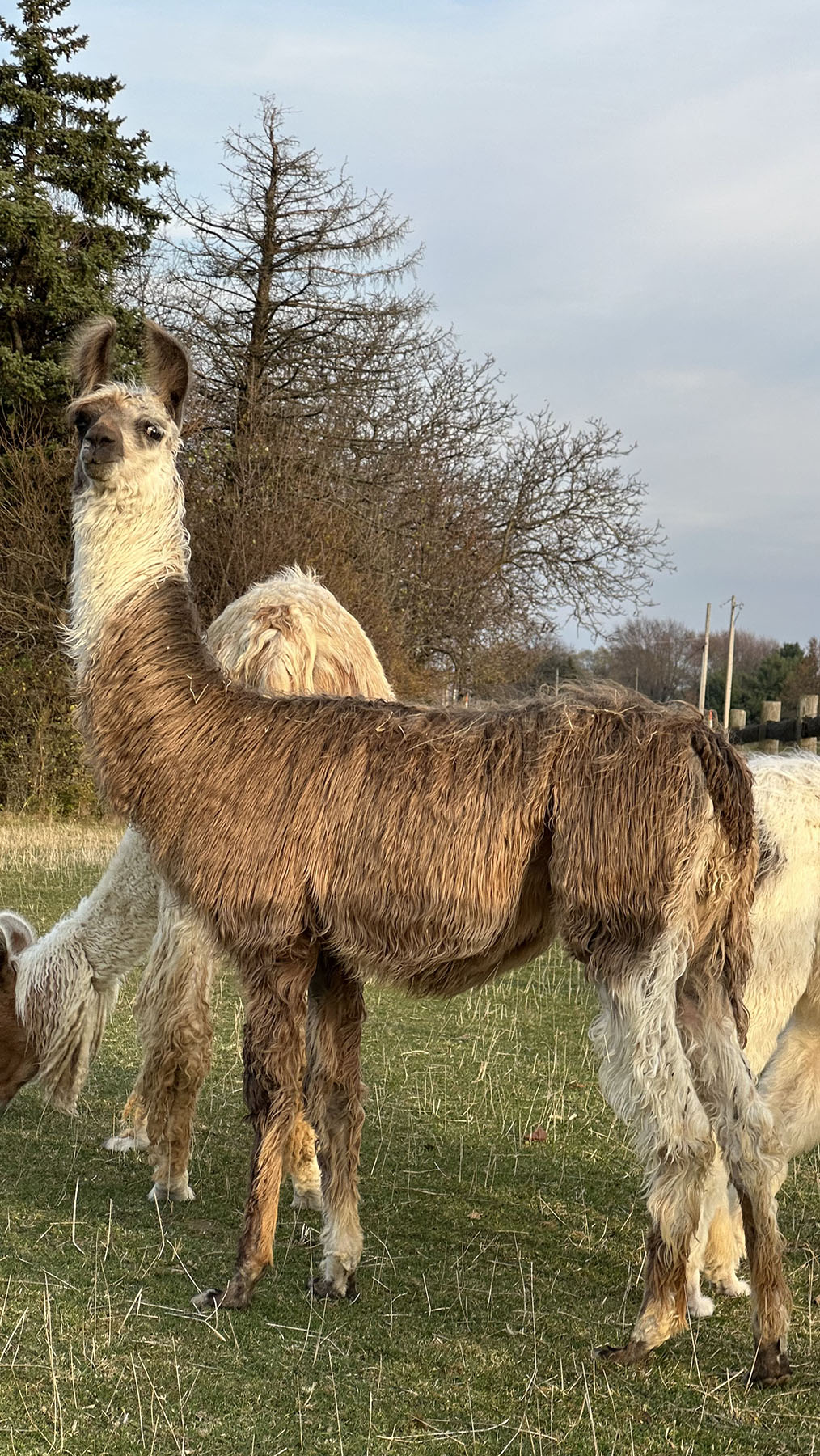 hello dolly