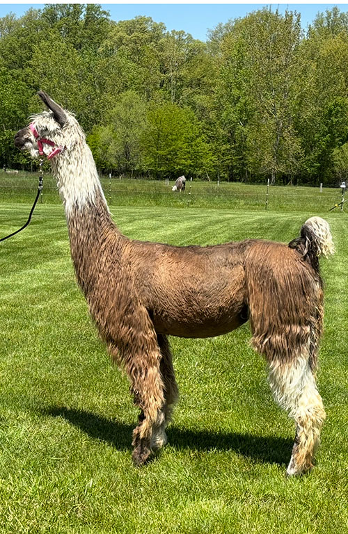 hello dolly
